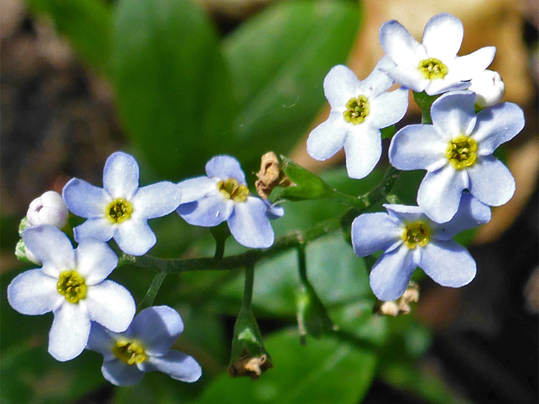 Five-lobed flowers