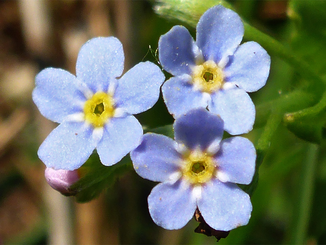 Three blue flowers