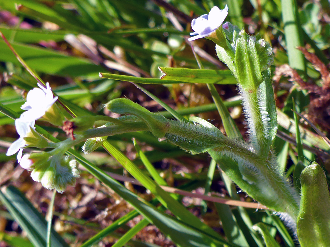 Hairy stem