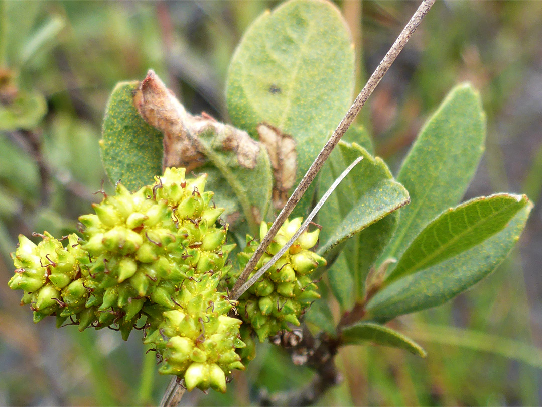 Immature fruit