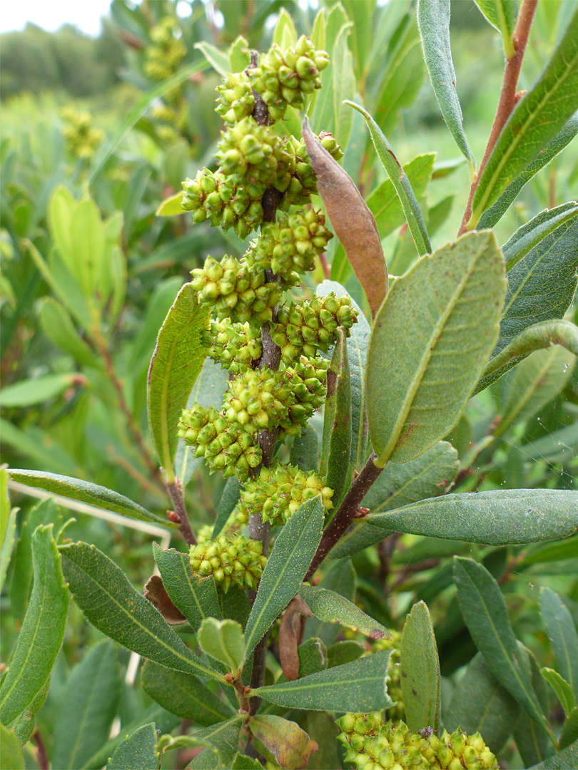 Clustered fruits