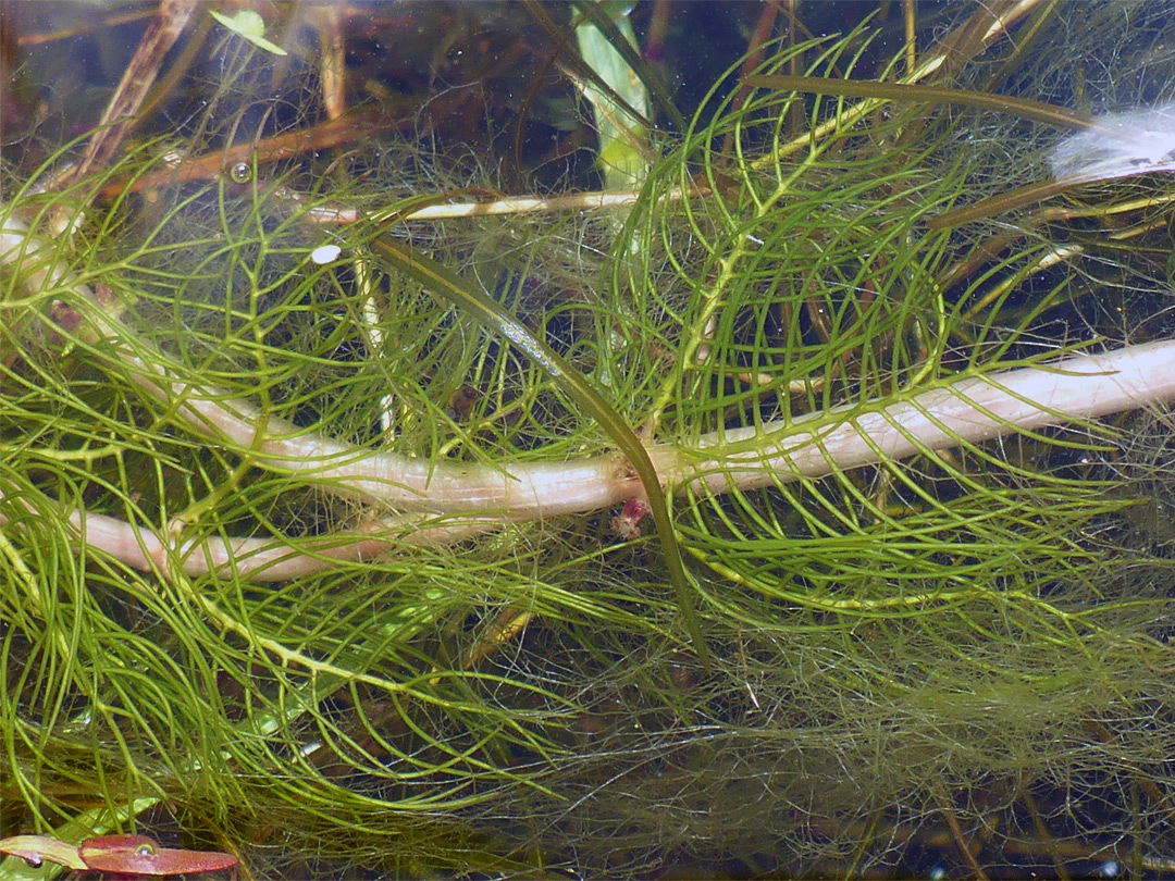 Stem and leaves