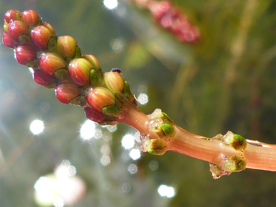 Flowers and bracts