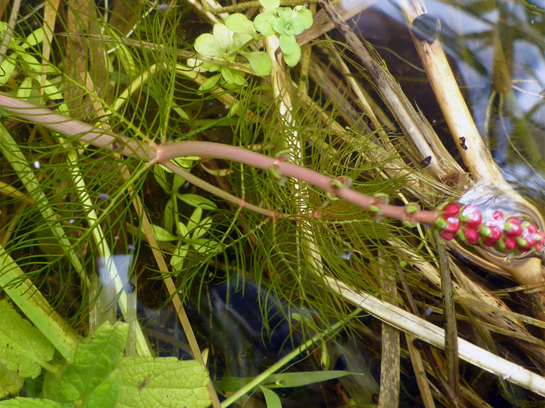 Leaves and inflorescence