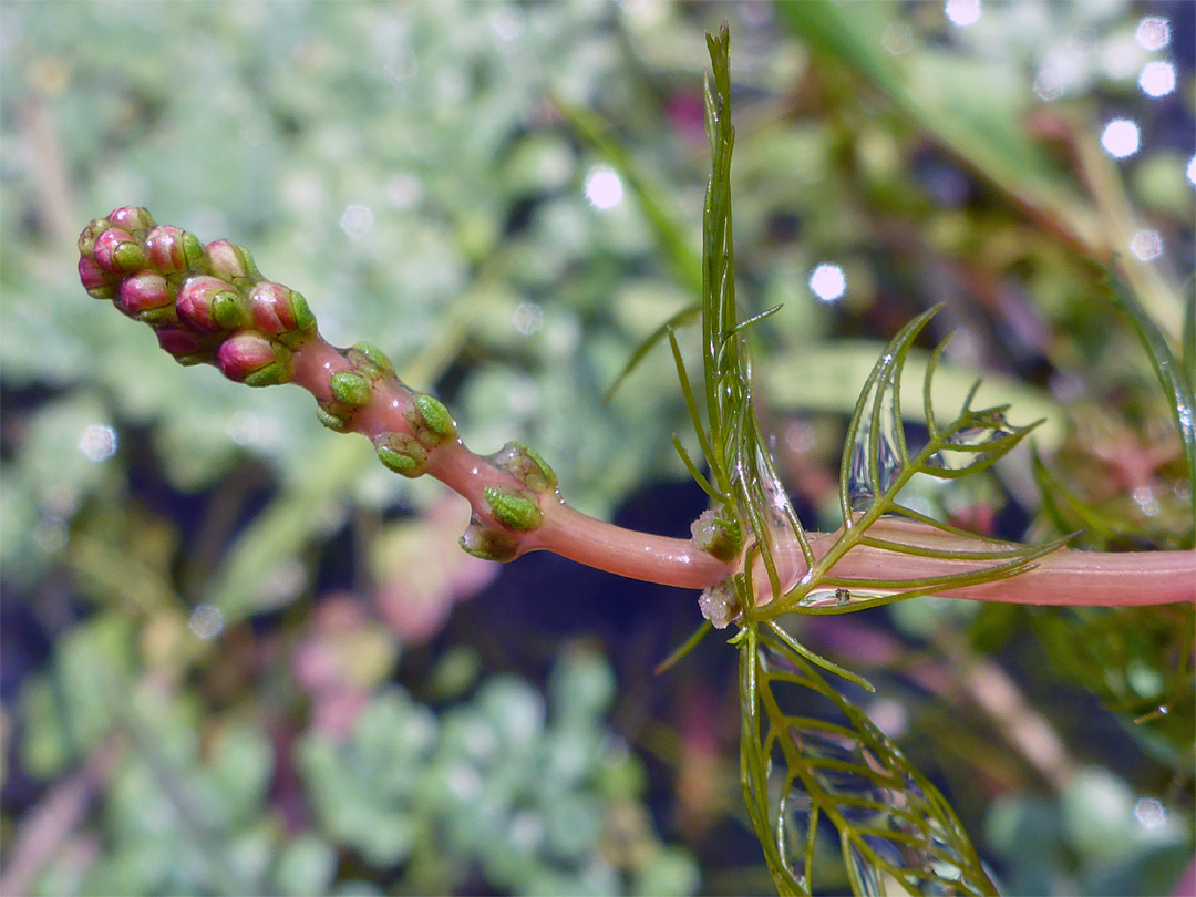 Upper stem leaf