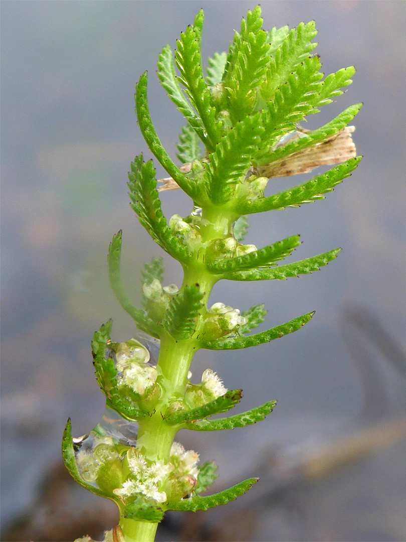 Whorled water-milfoil
