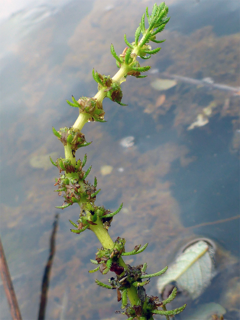 Elongated inflorescence