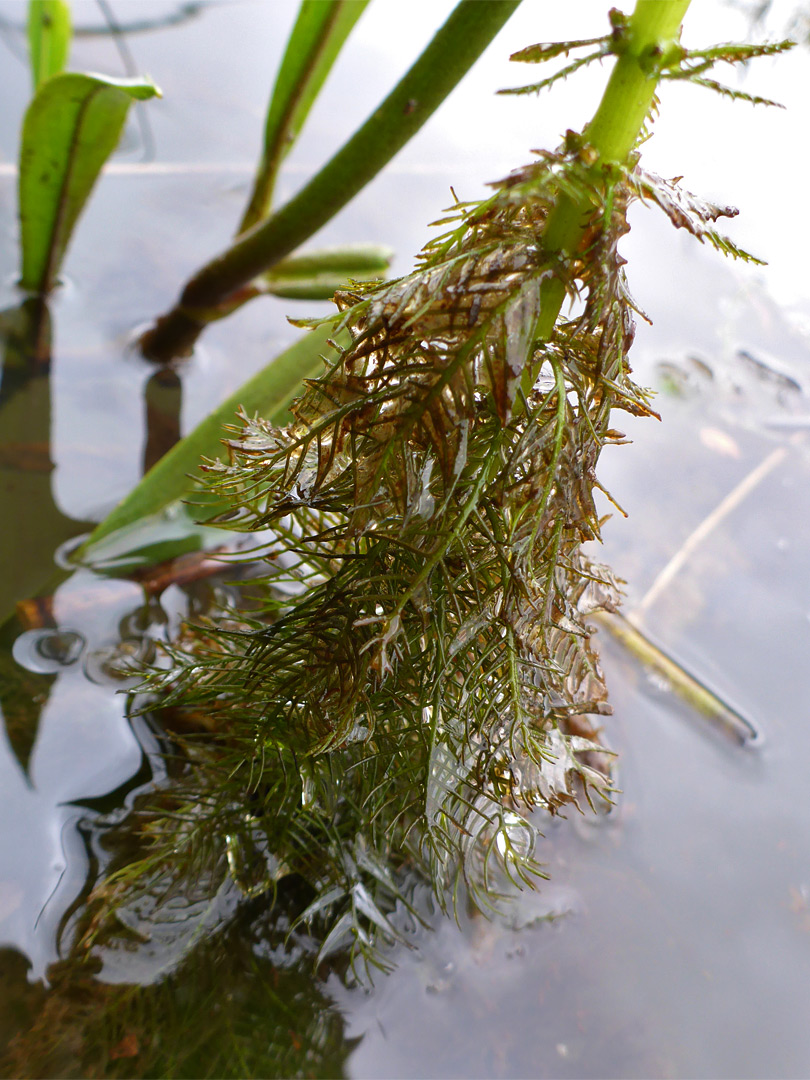 Submerged leaves