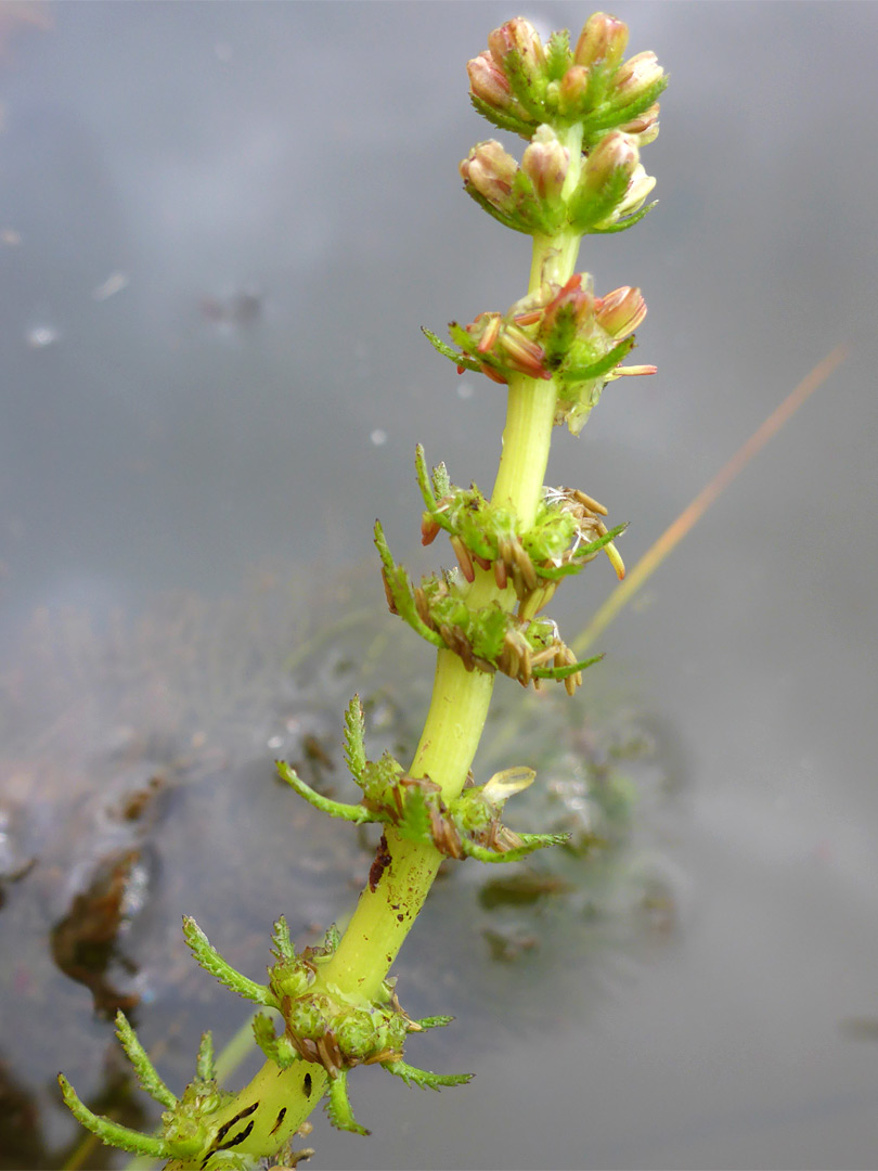 Top of a stem