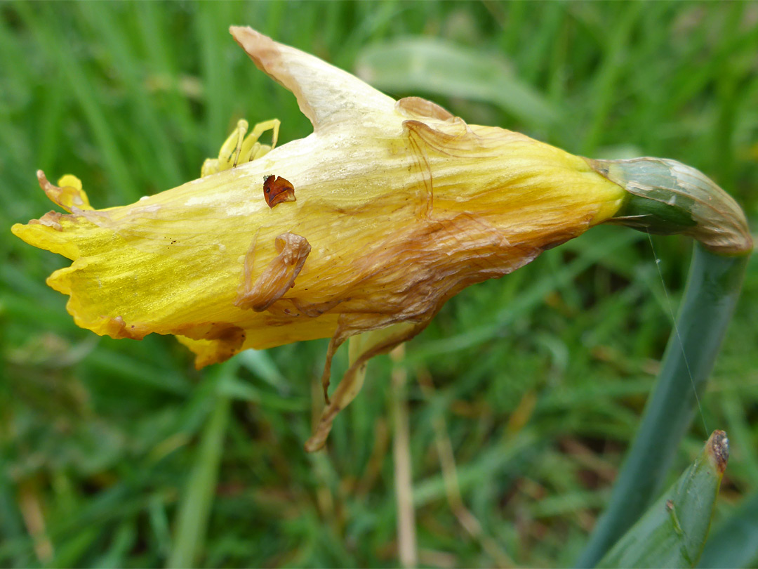 Withered flower