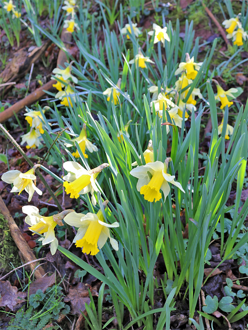 Flowers and leaves