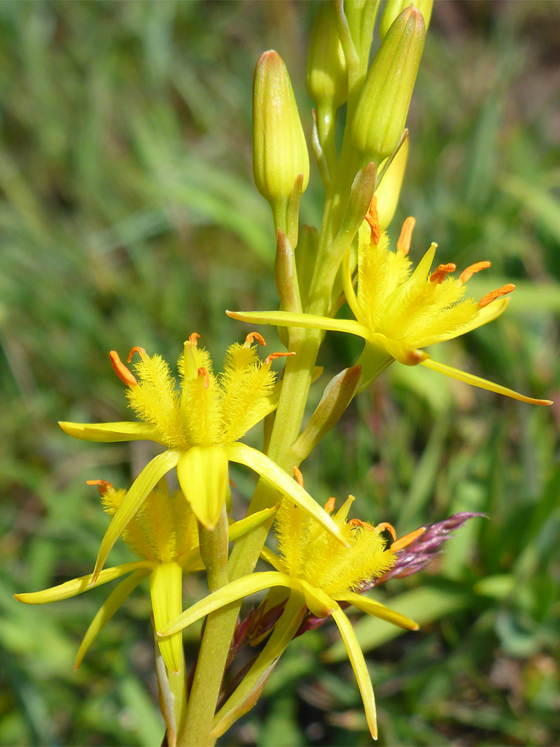 Four open flowers