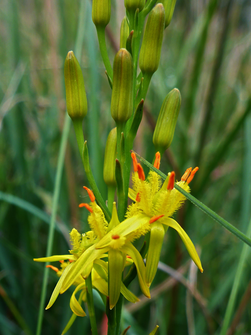 Bog asphodel