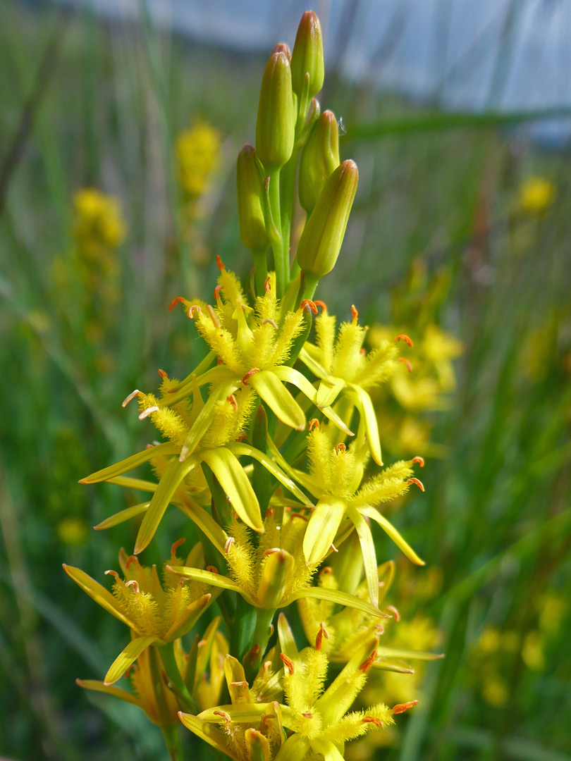 Hairy stamens