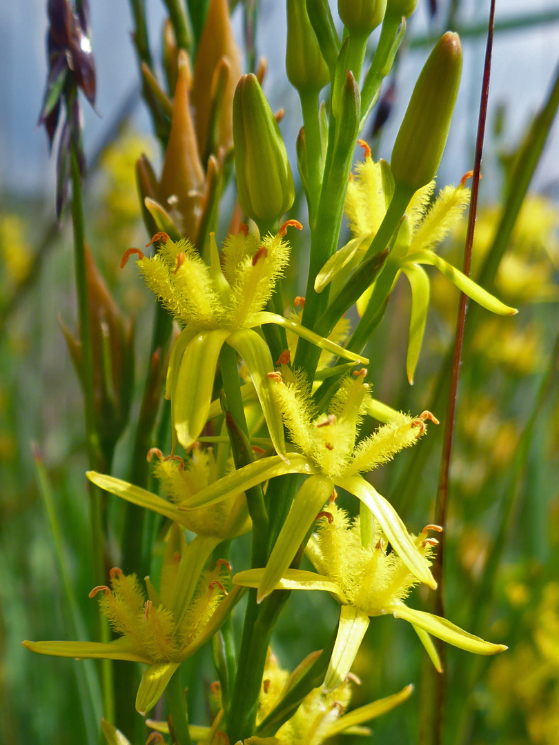 Delicate yellow flowers