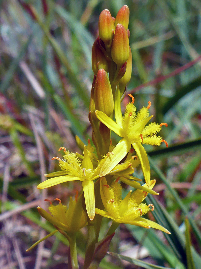 Bog asphodel