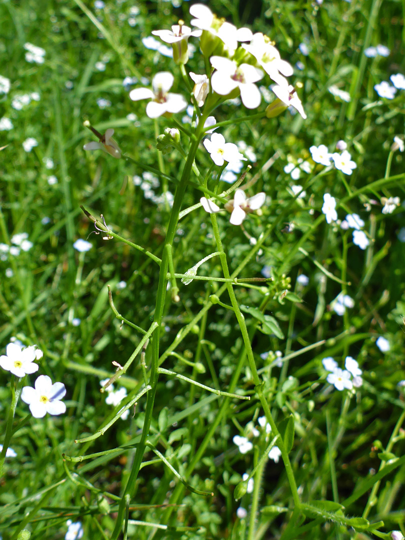 Flowering stem