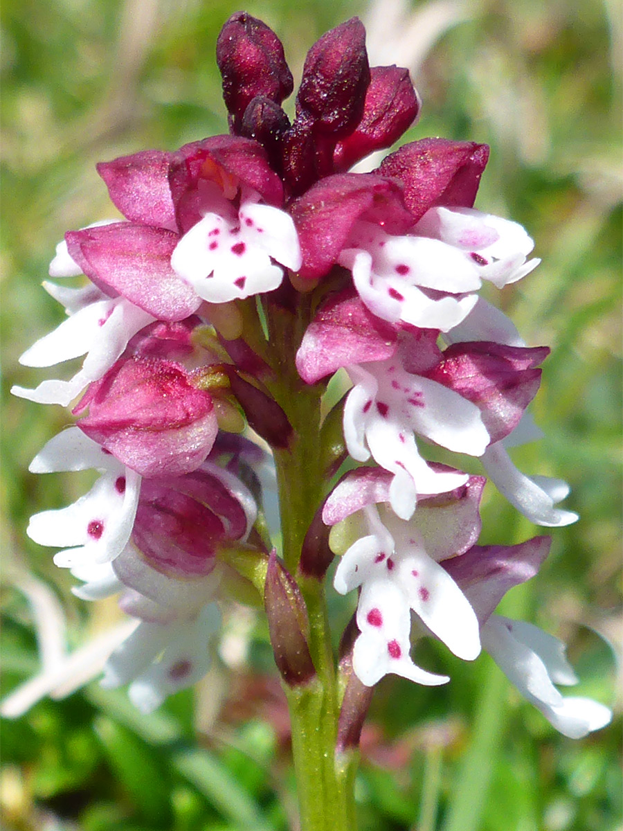 Red-white flowers