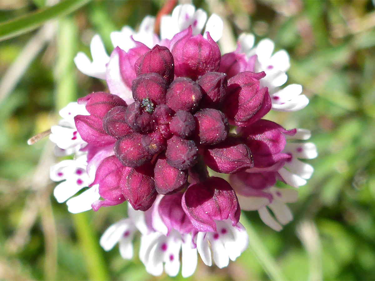 Top of a flower cluster