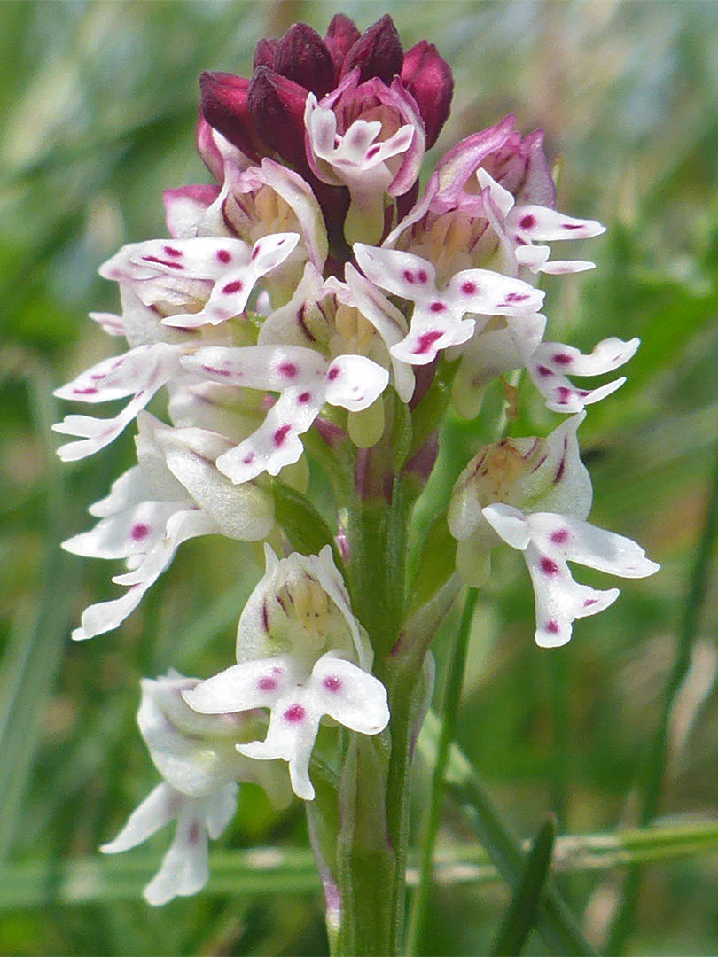 Purple-topped flower cluster