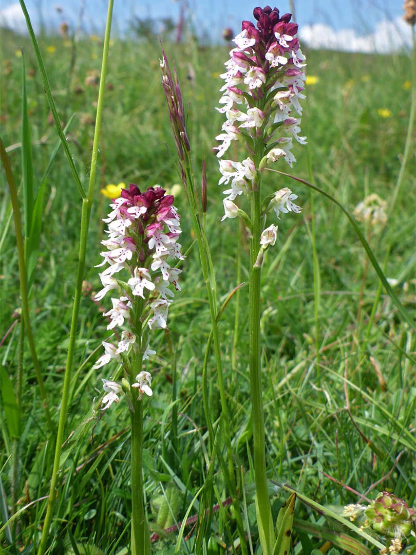 White and purple flowers