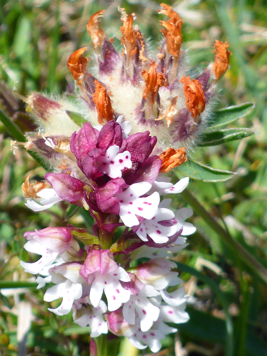 Orchid and kidney vetch