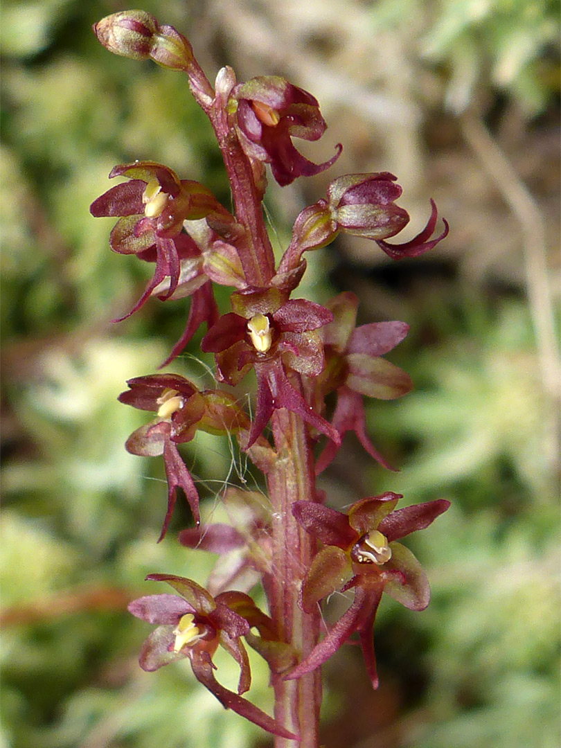 Dark red flowers