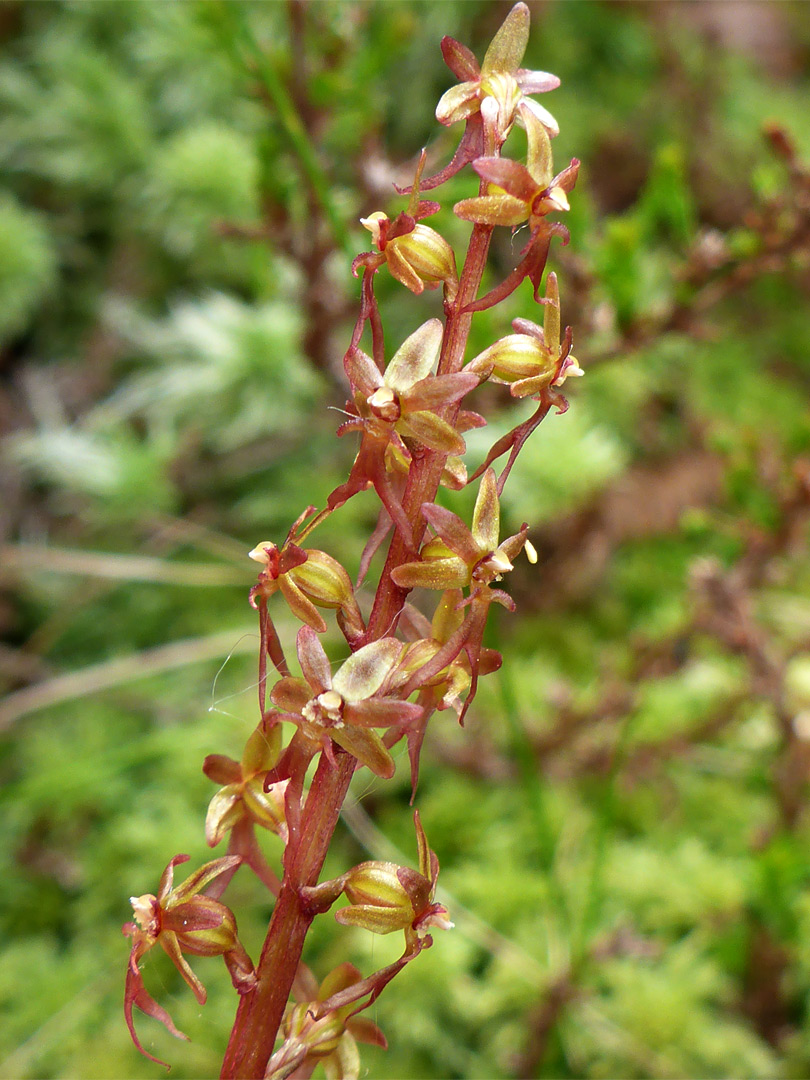 Yellowish-red flowers