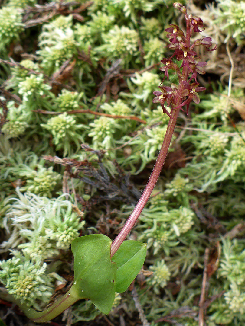 Plant in sphagnum moss