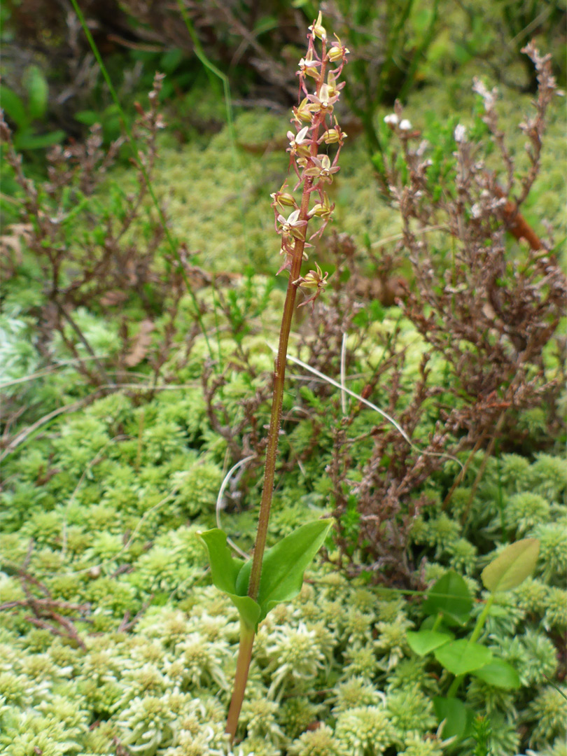 Plant in situ