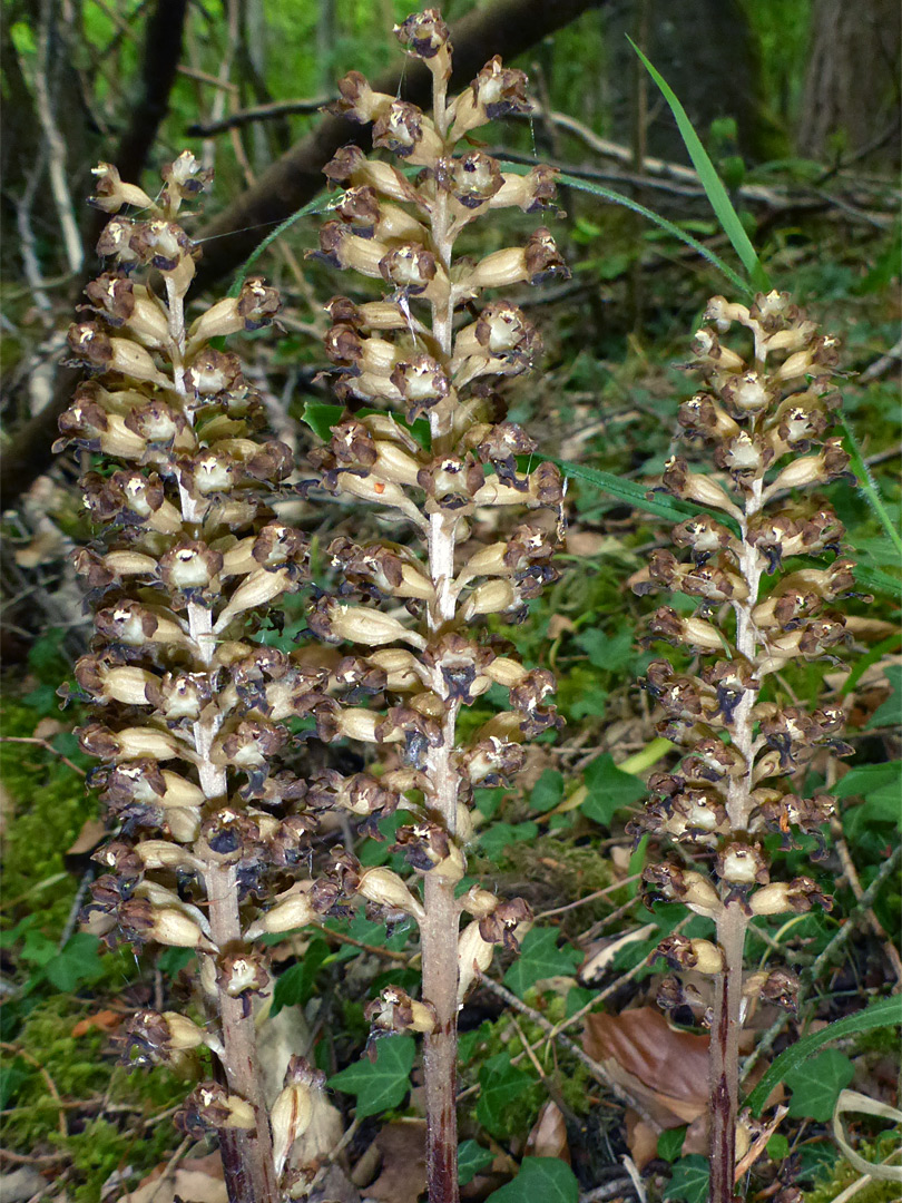 Three flowering stems