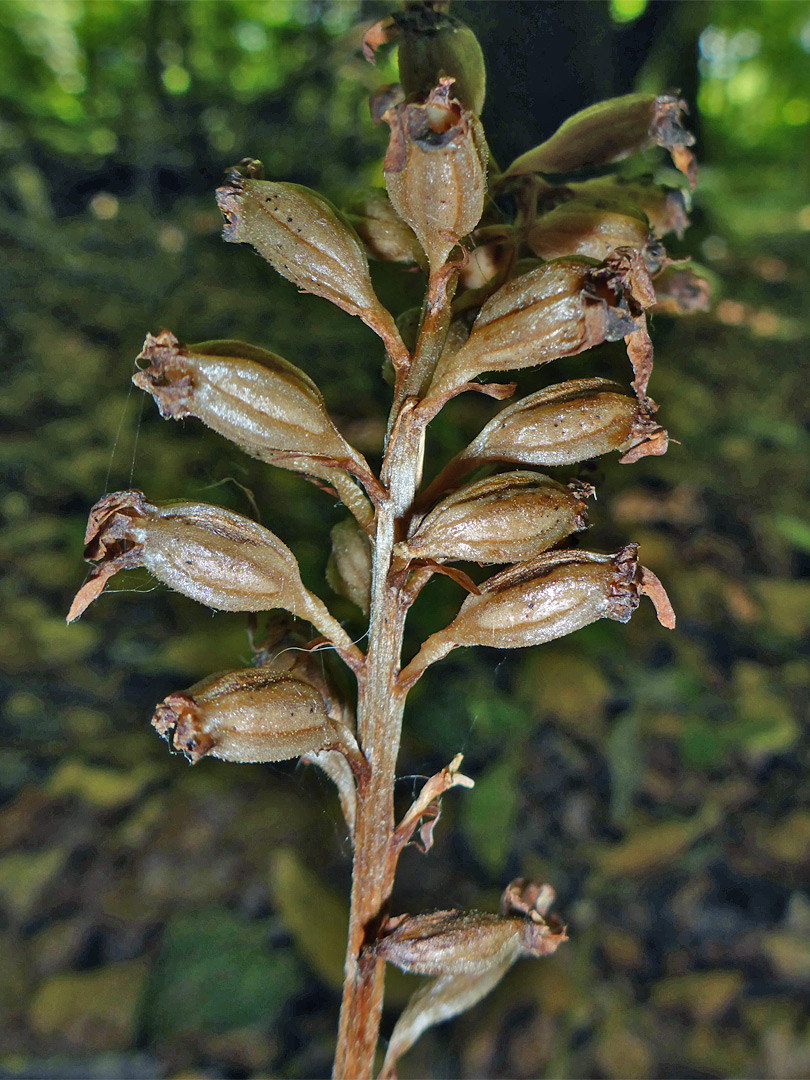 Withered brown flowers