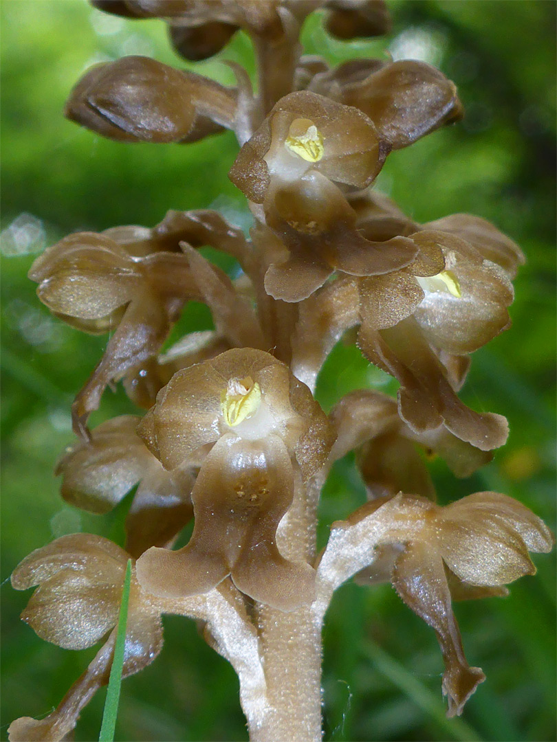 Brown flowers