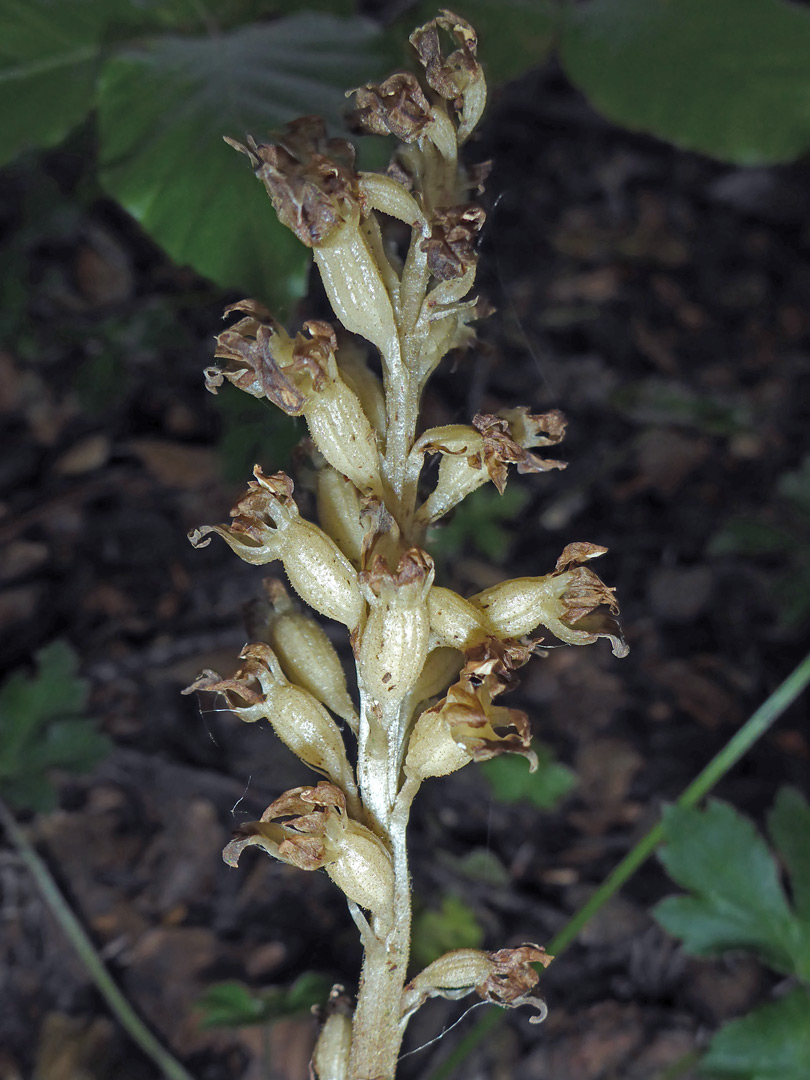 Bird's-nest orchid