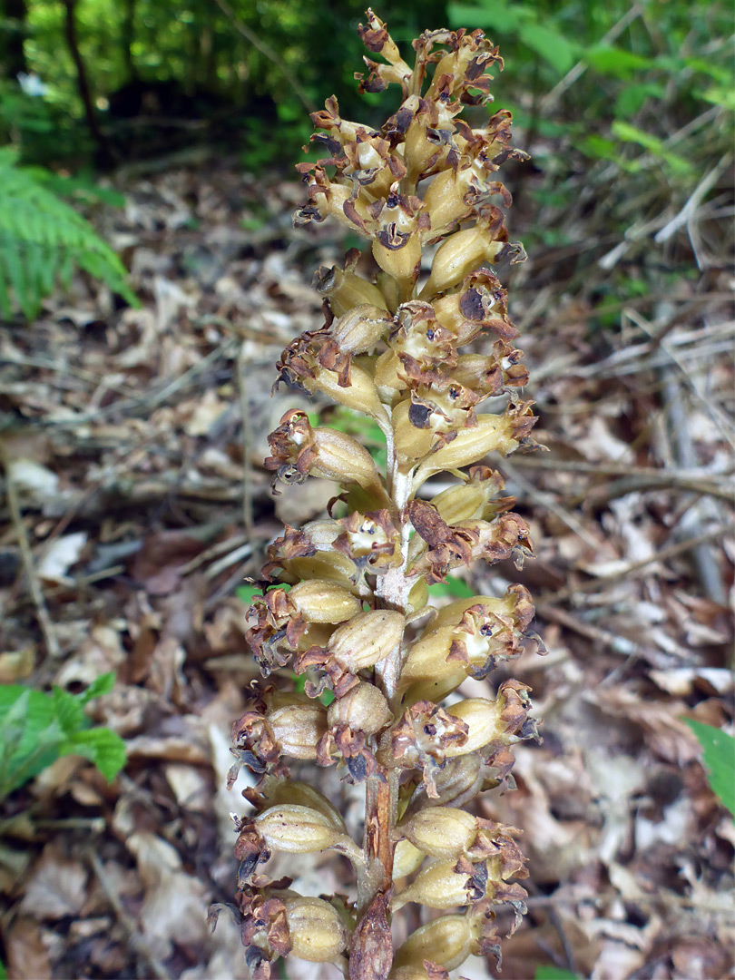 Bird's nest orchid