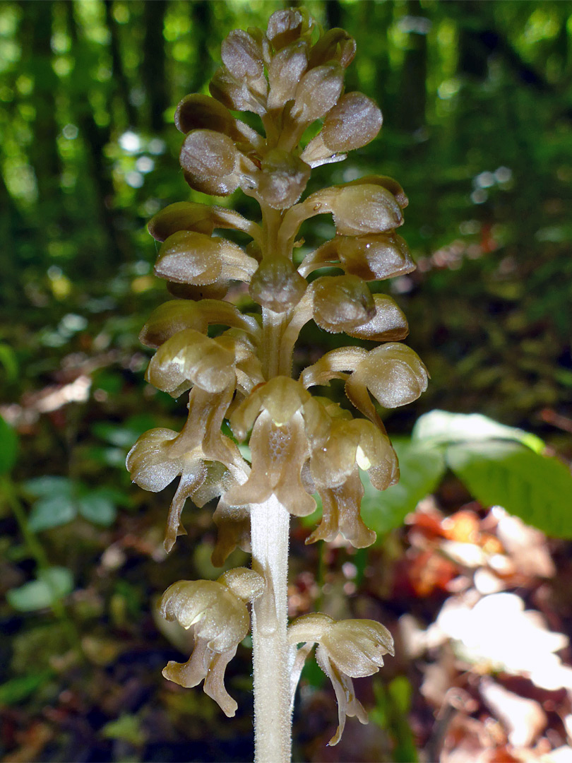 Plant in shady woods