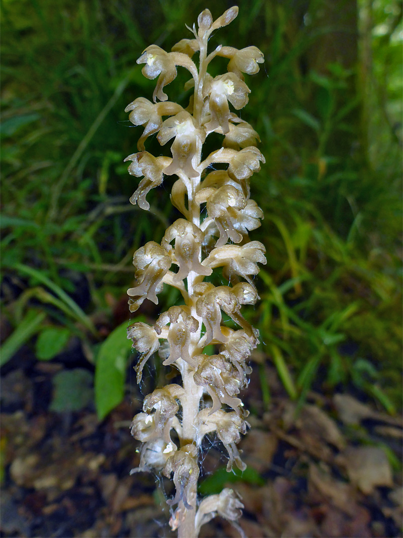 Narrow flower spike