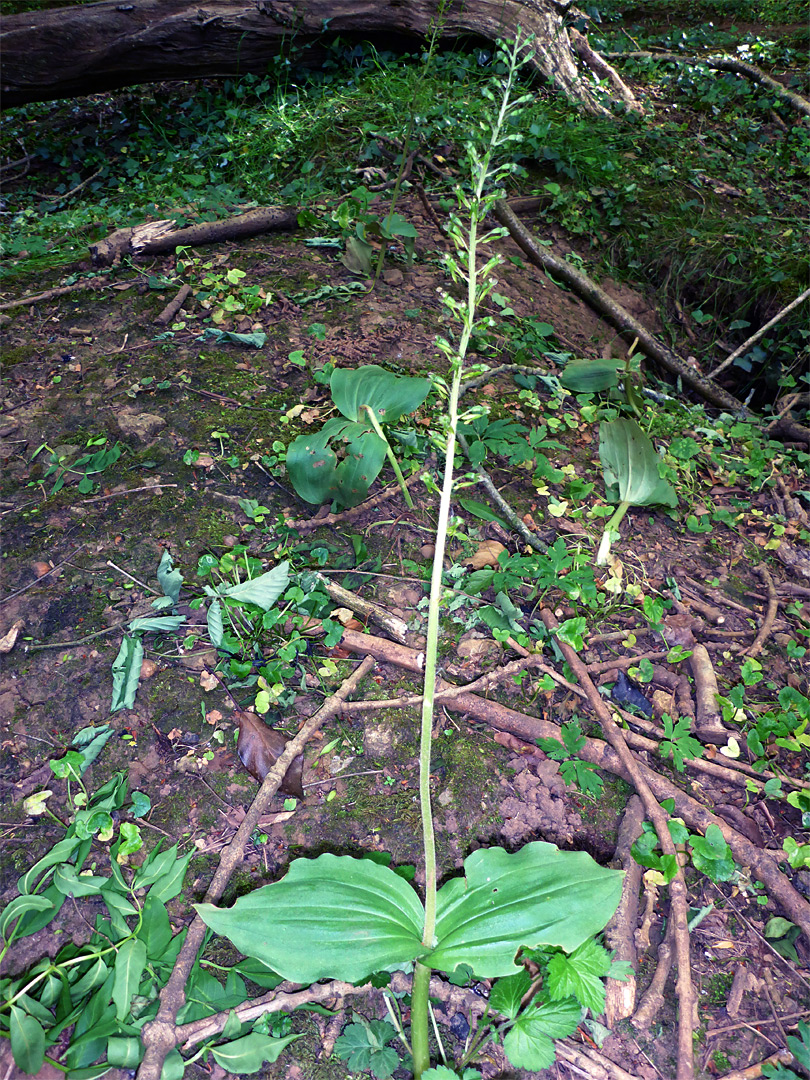 Common twayblade