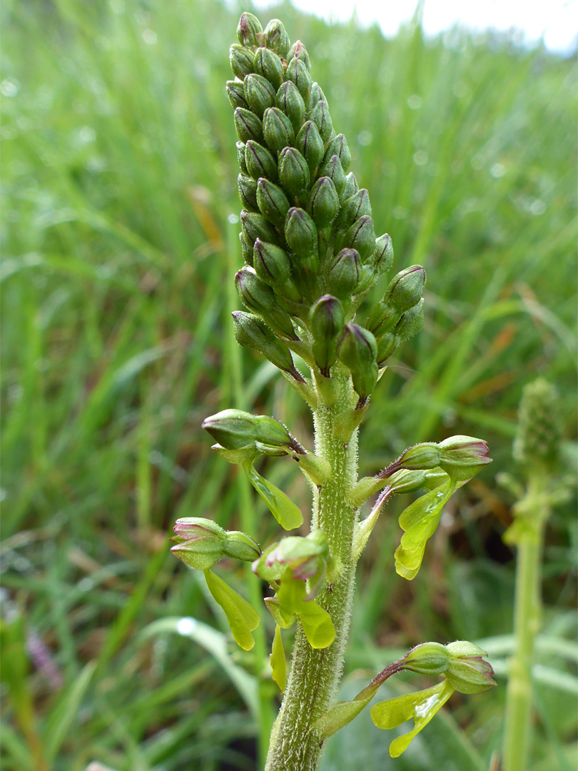 Developing inflorescence