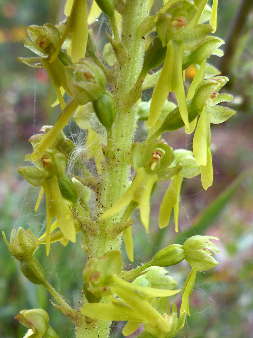 Green sepals and petals