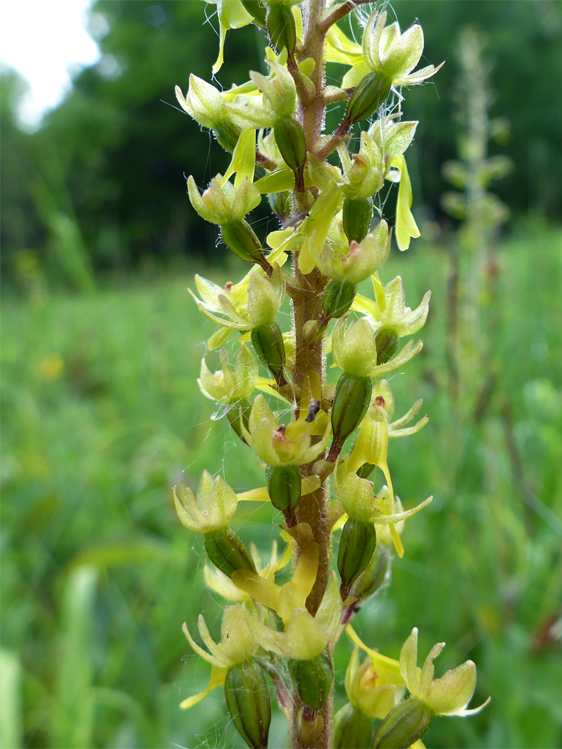 Green and yellow flowers