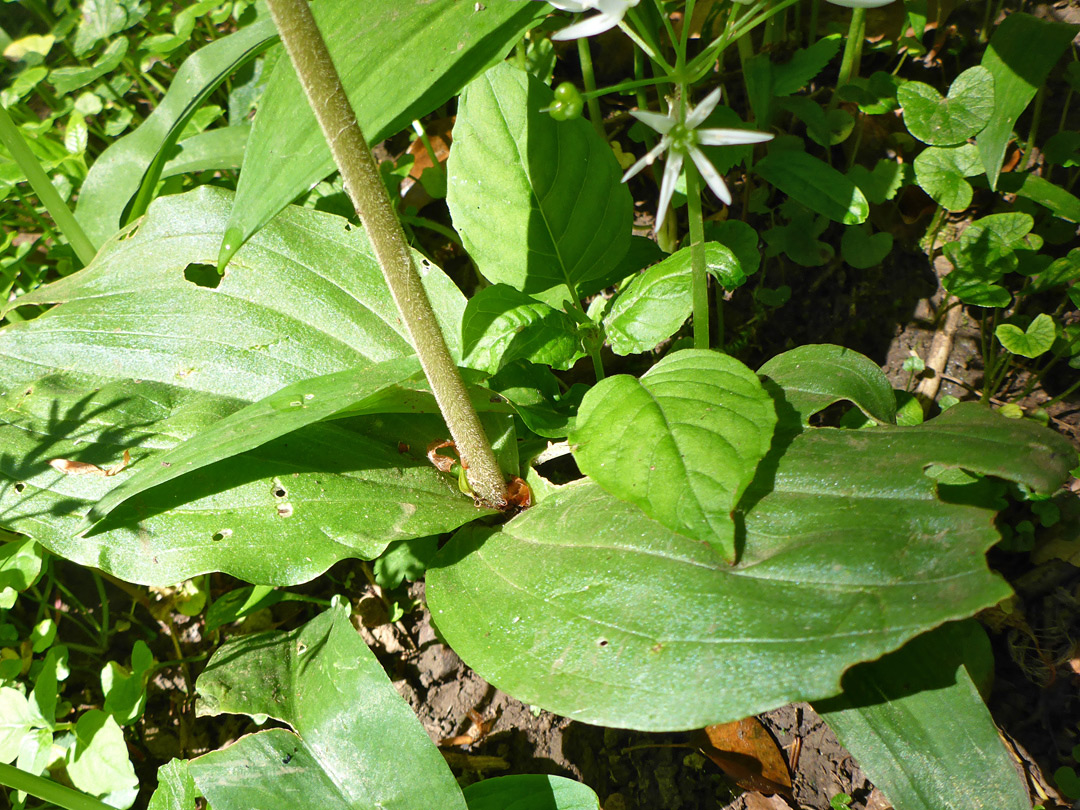 Basal leaves