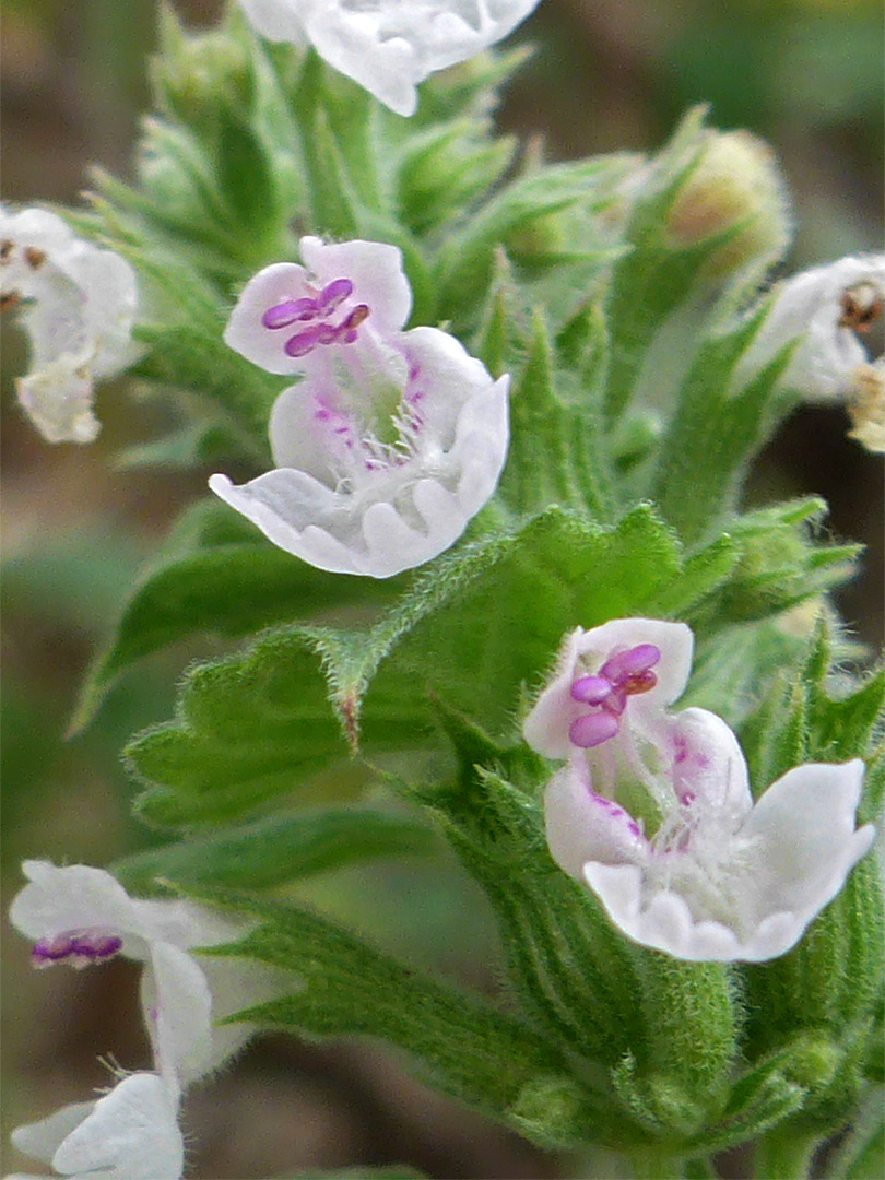 White flowers