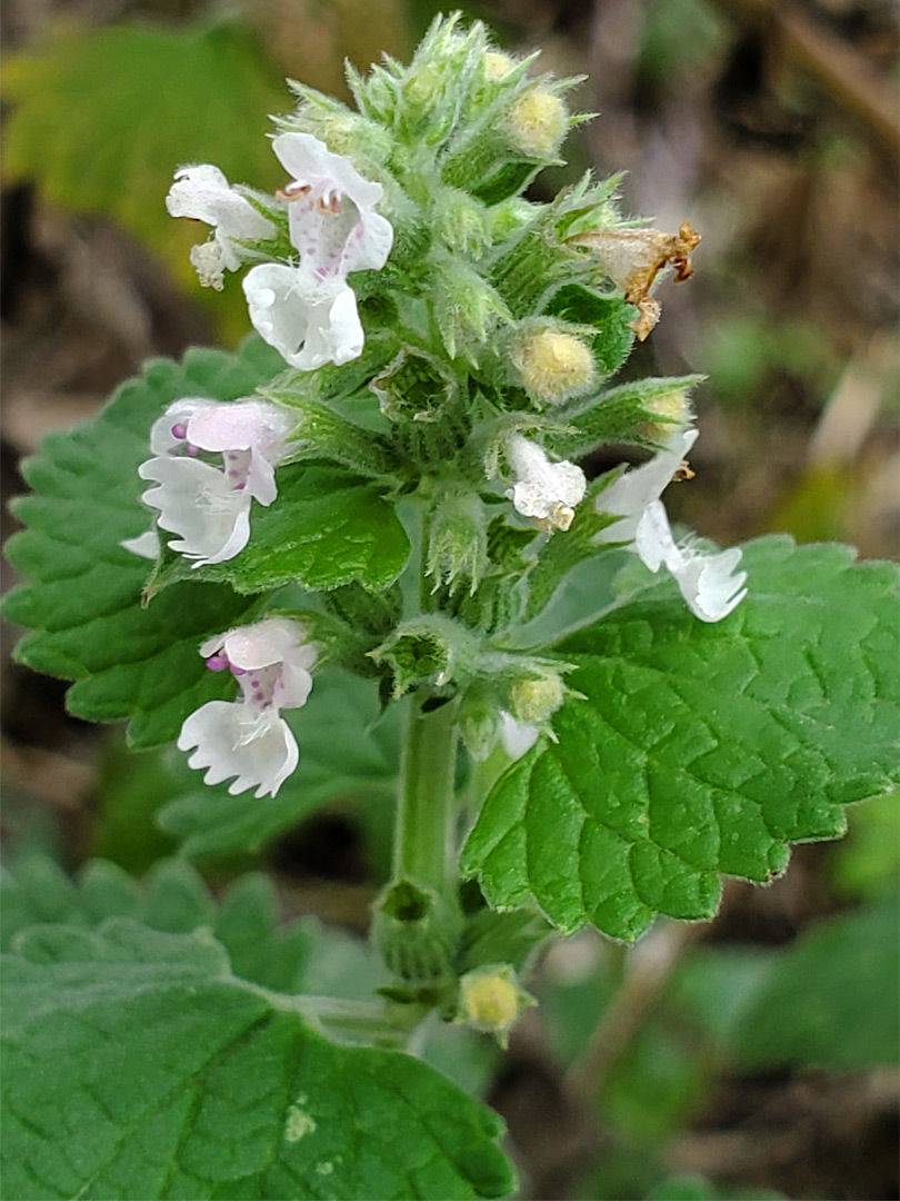 Clustered inflorescence