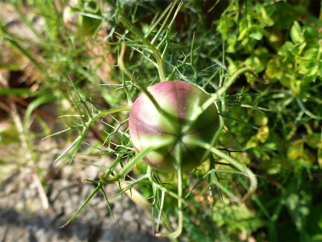 Fruit