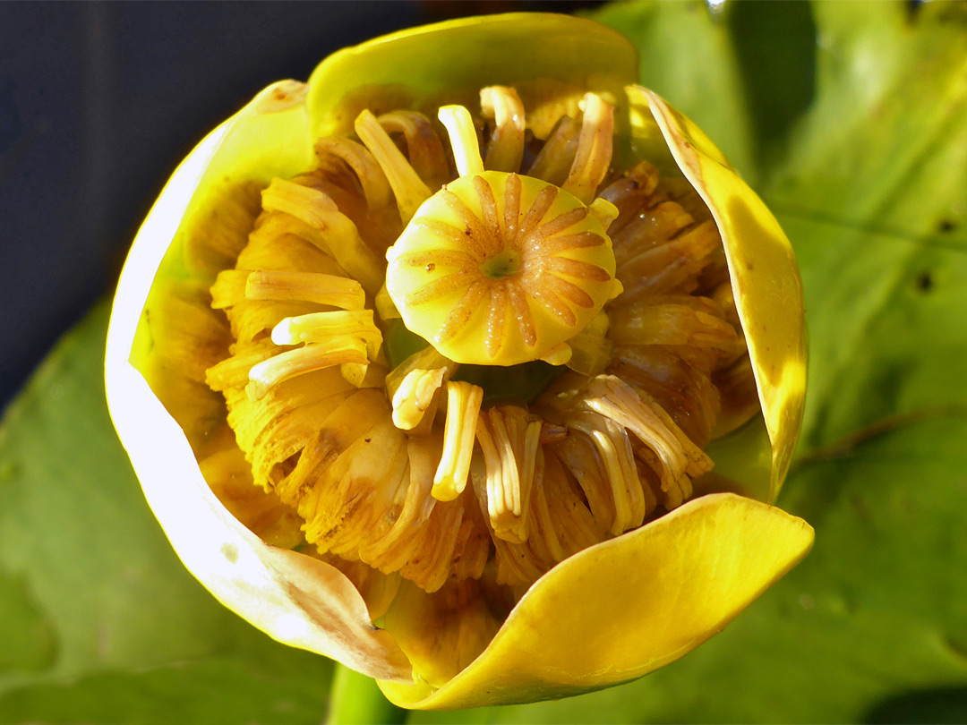 Yellow flower