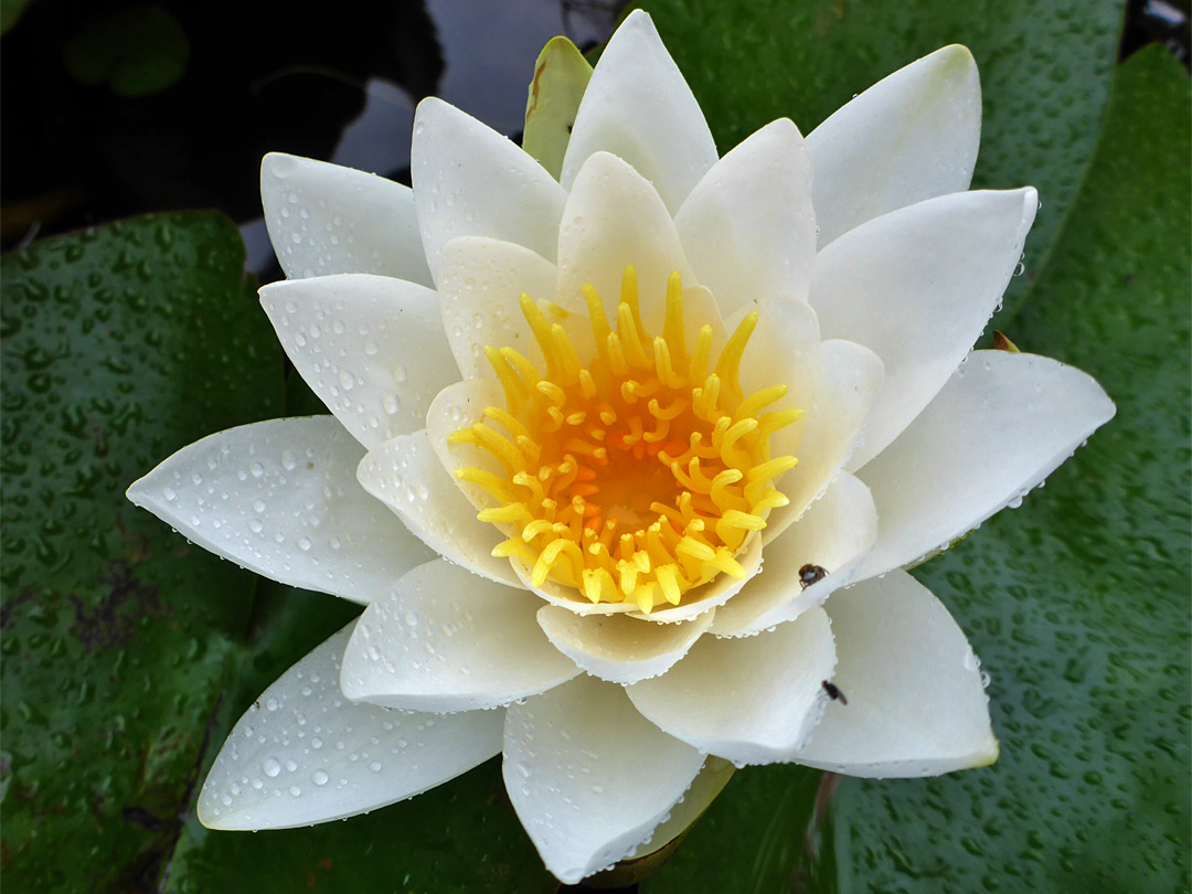 Orange-centred flower