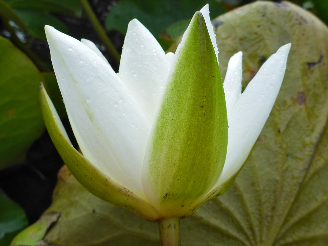 Petals and sepals