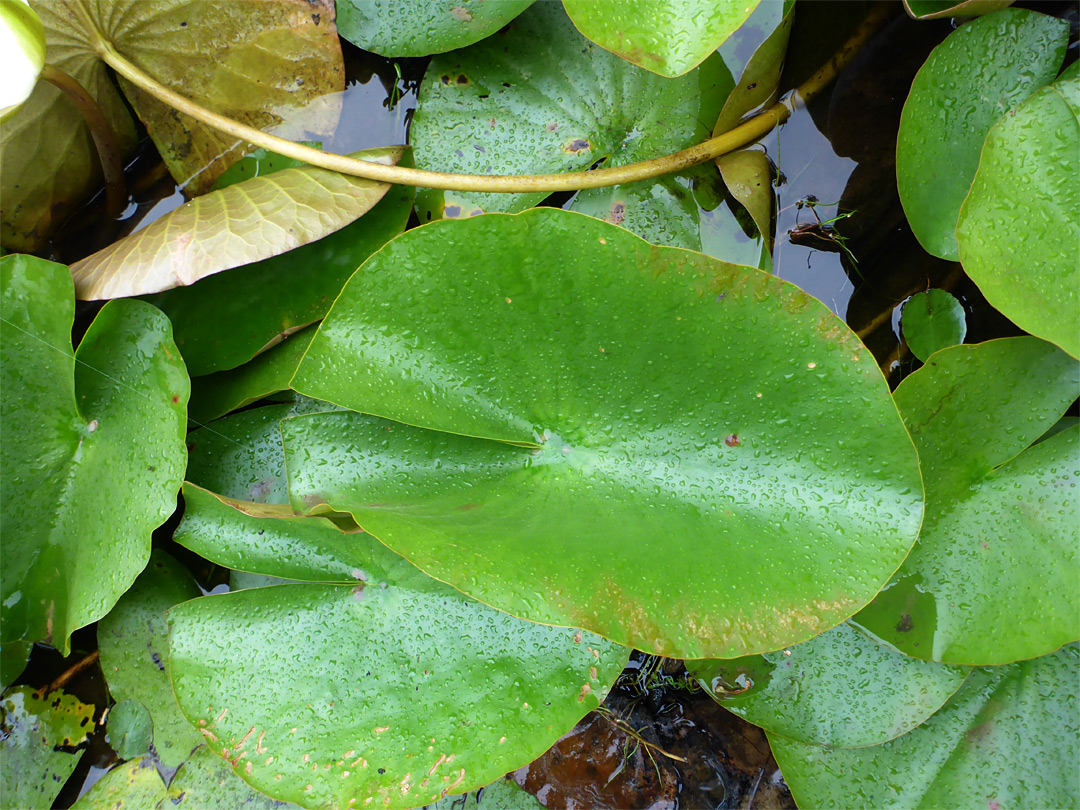 Green leaves