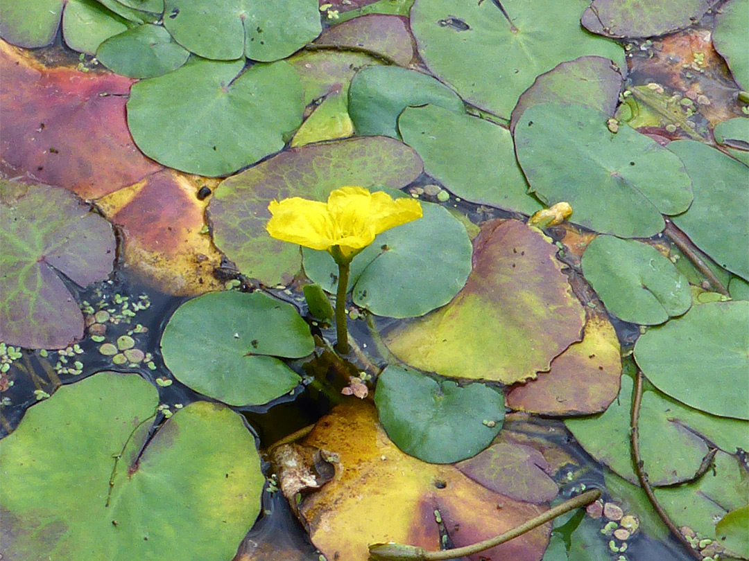 Flower and leaves